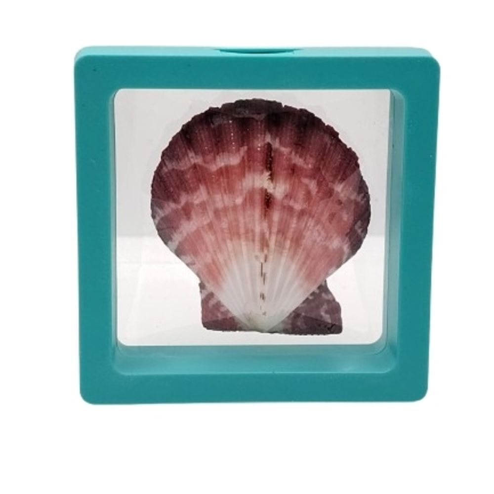 Decorative Seashell in Teal Frame 2.75x2.75